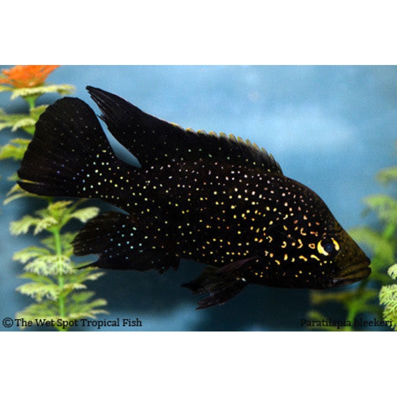 Starry Night Cichlid – “Paratilapia Bleekeri”