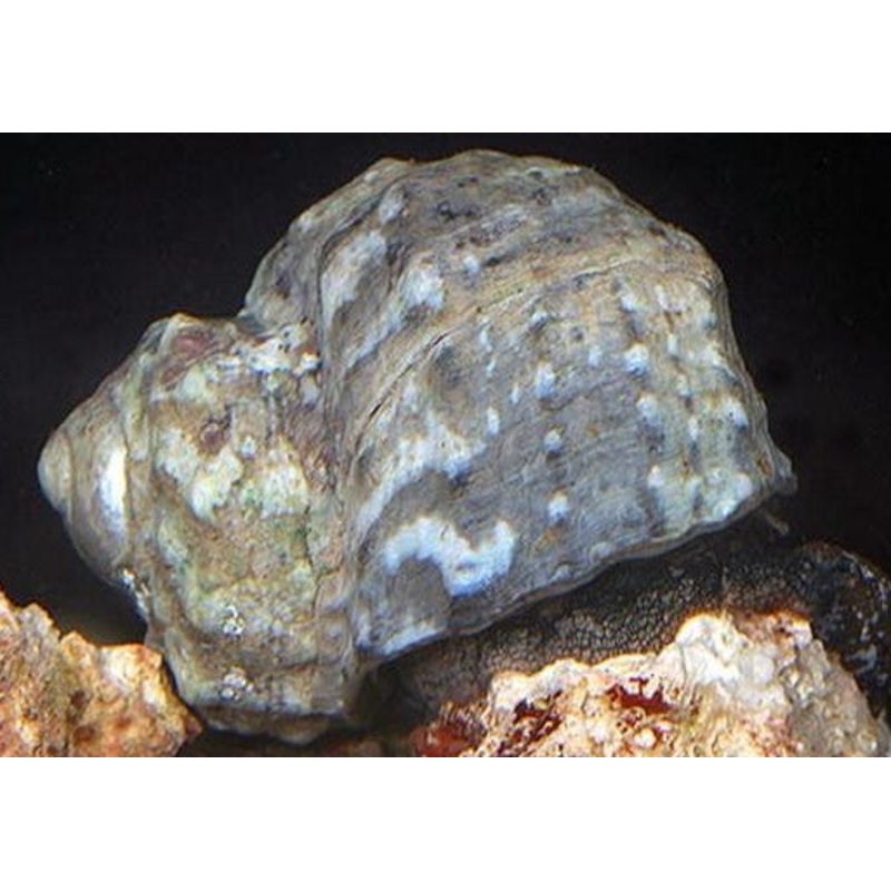 Turbo Snails – (No Online Purchases)