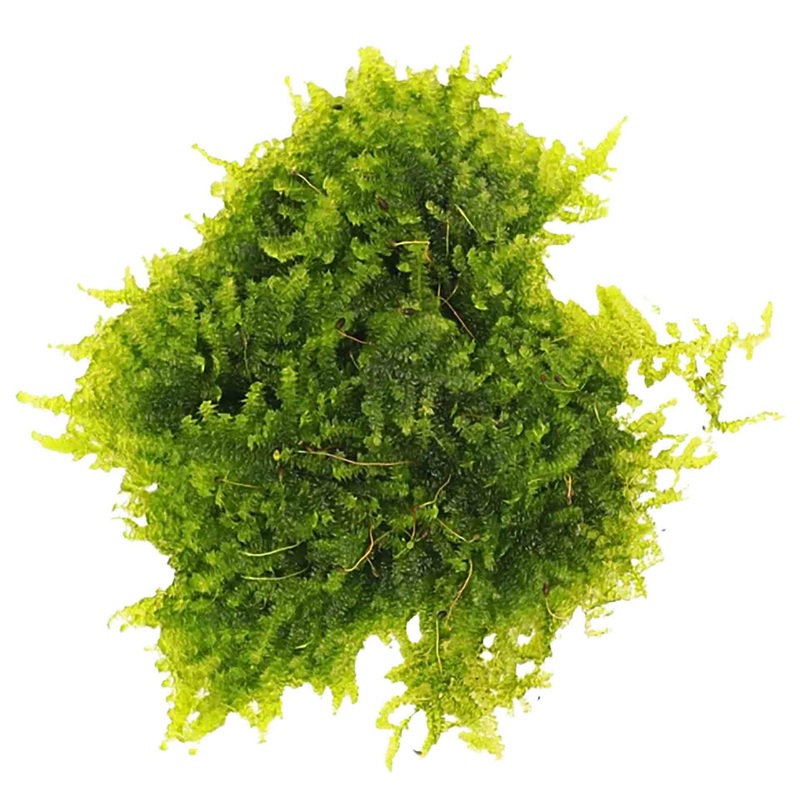 Aqualabs Christmas Moss-Live Plant- Instore Pick up*
