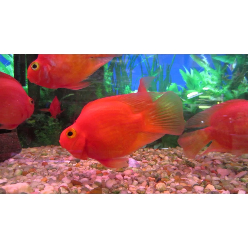 Blood Parrot Cichlid “Cichlasoma sp.”