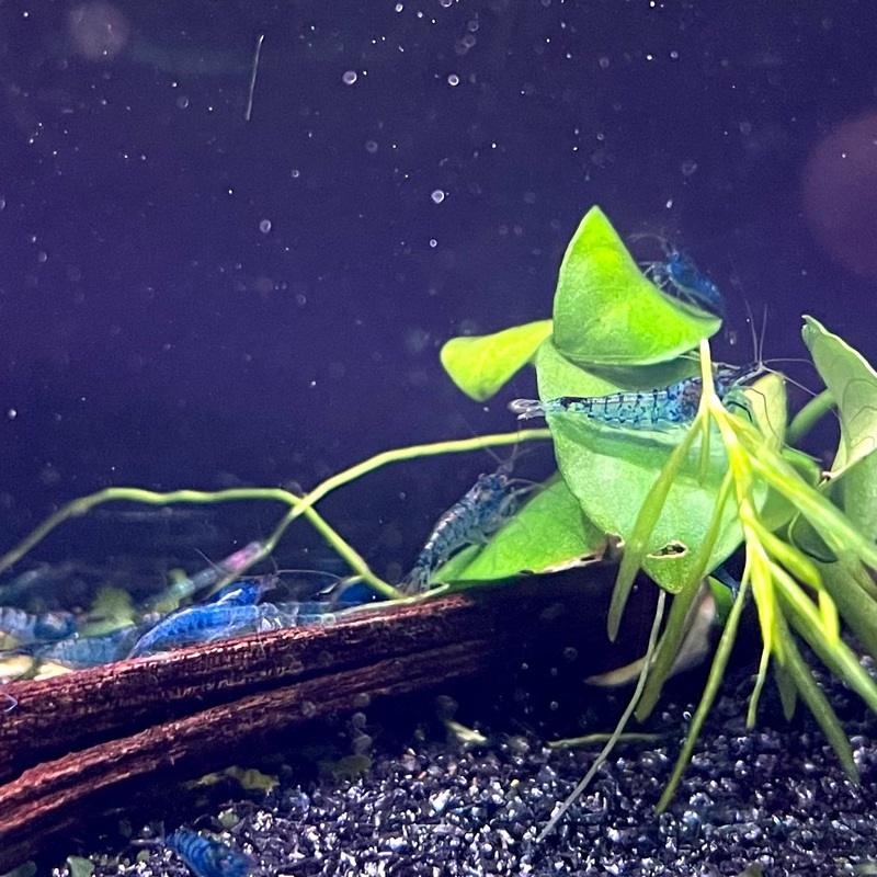 Blue Cherry Shrimp – (No Online Purchases)