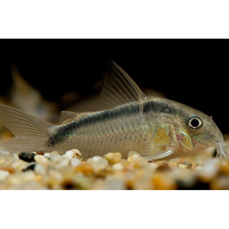 Skunk Corydoras C020