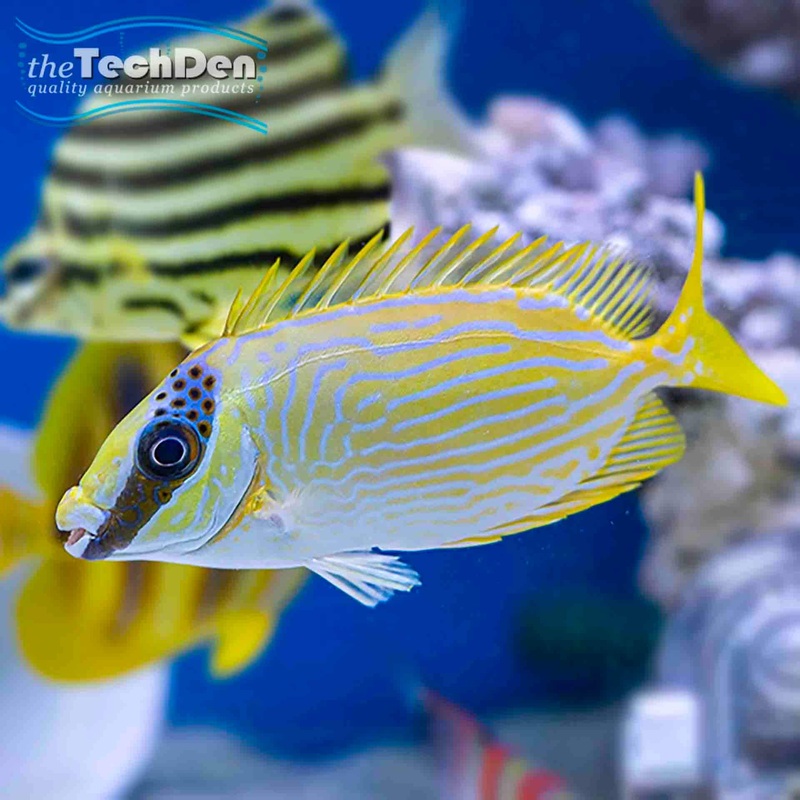 Painted Rabbitfish – (No Online Purchases)