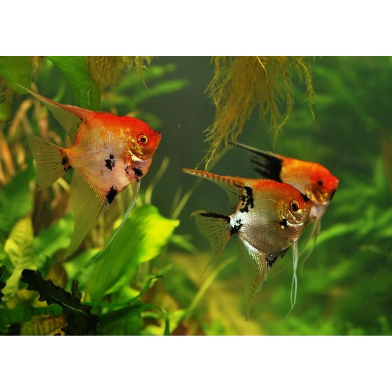 Koi Angelfish “Pterophyllum scalare”