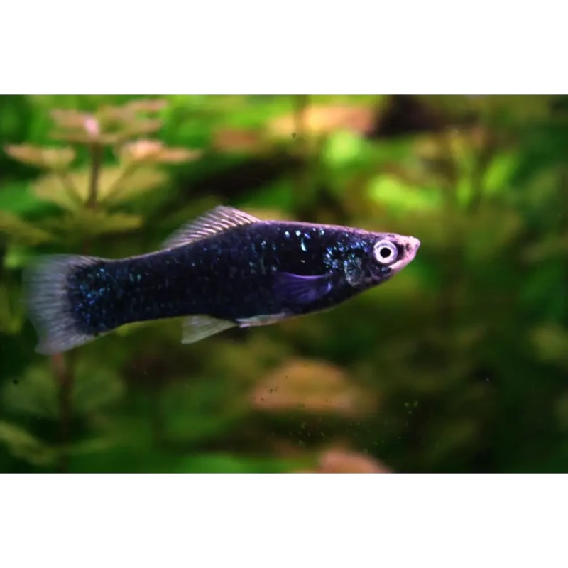4.5CM BLACK MARBLE SWORDTAIL