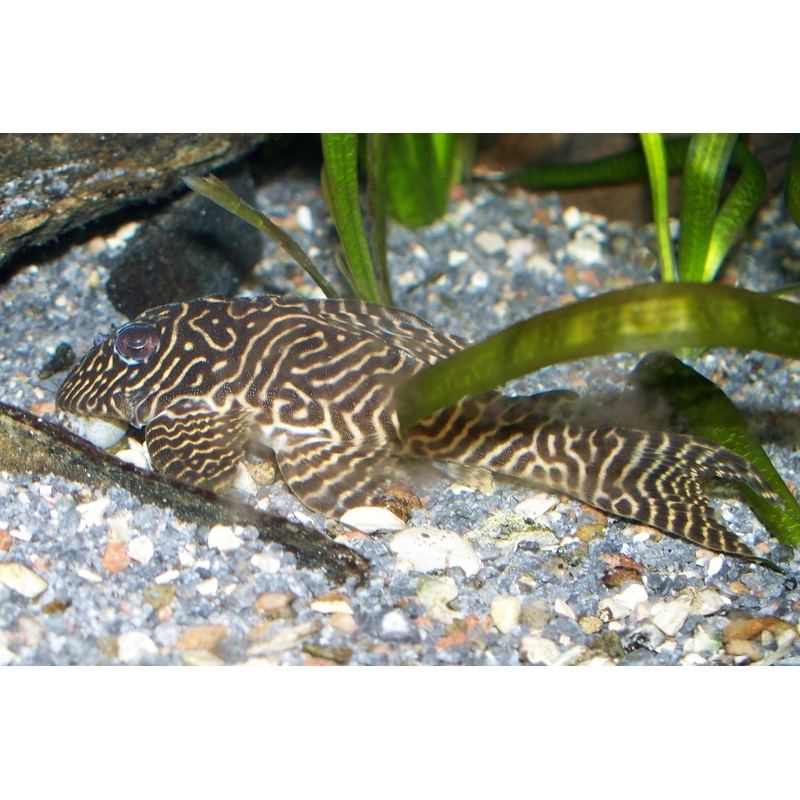 L333 Pleco
