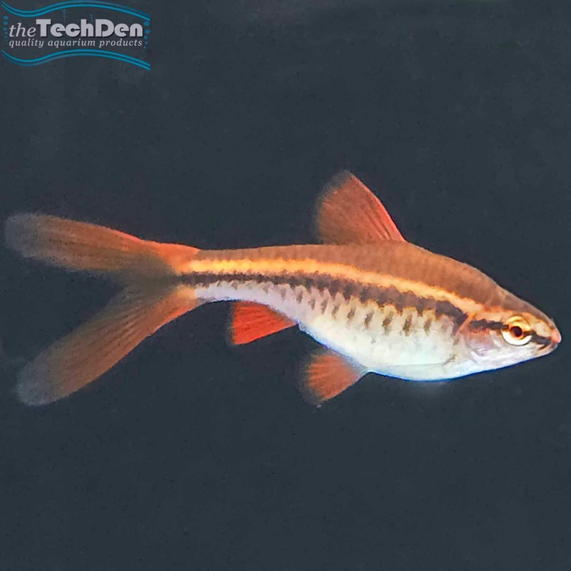 Long Fin Cherry Barb – (No Online Purchases)