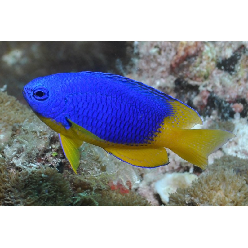 Yellow Belly Damsel (pomacentrus caeruleus)