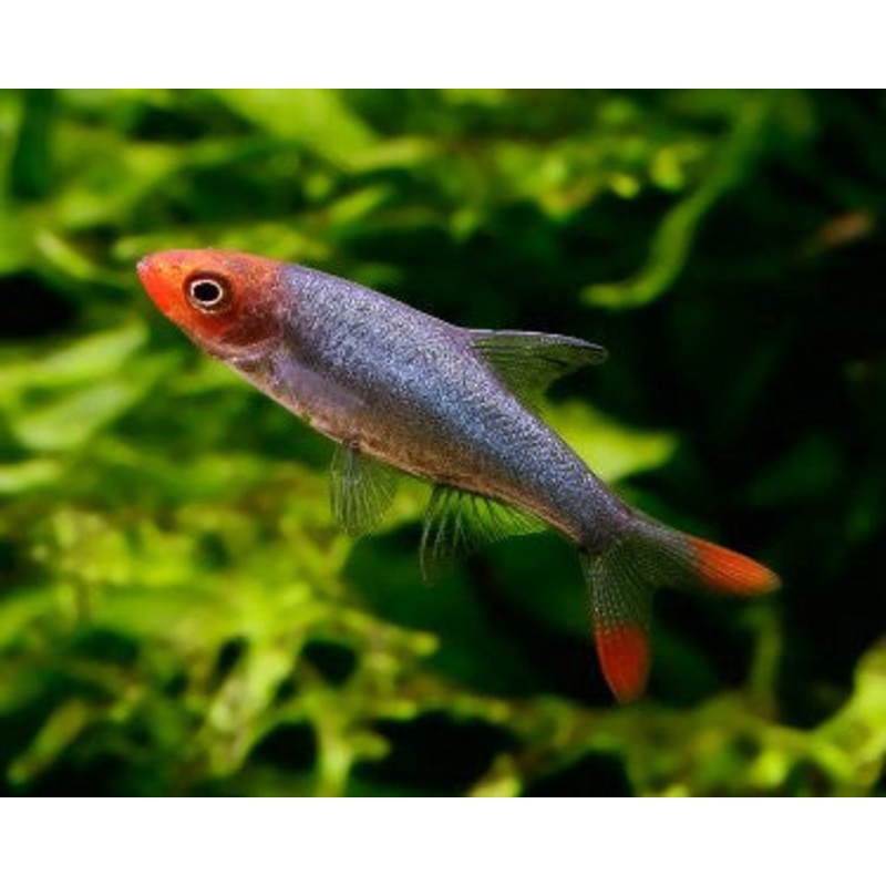 Asian Rummy Nose Rasbora “Sawbwa resplendens”