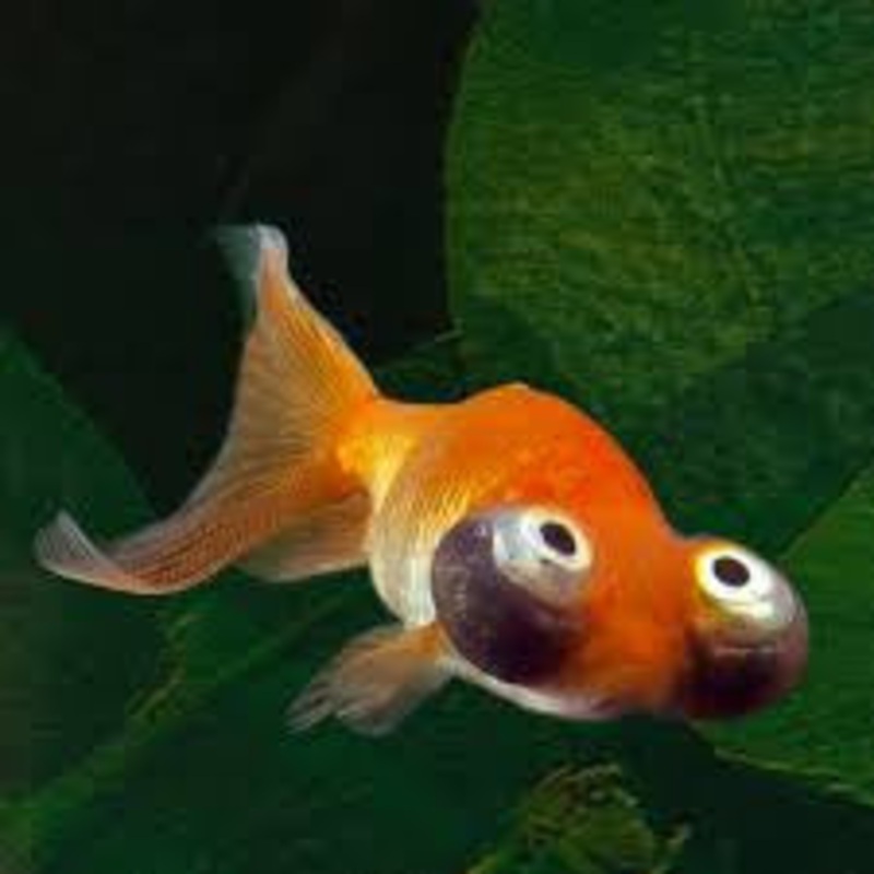 Celestial Eye Goldfish – “Carassius auratus”