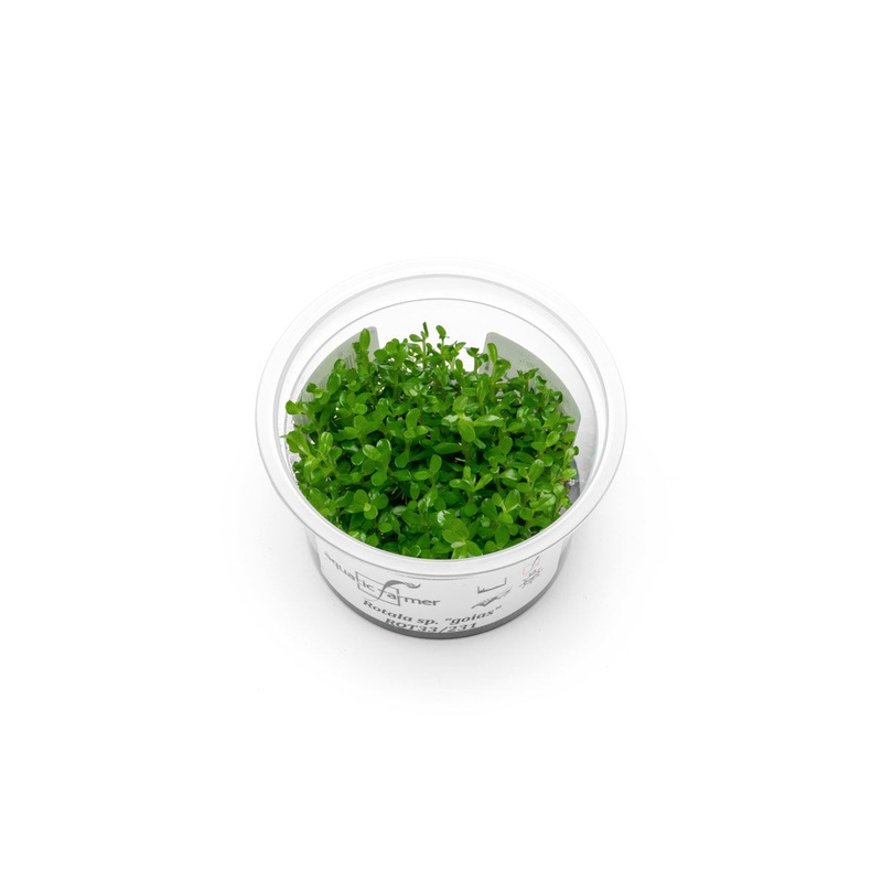 Rotala sp. Goias Aquatic Farmer Tissue Culture
