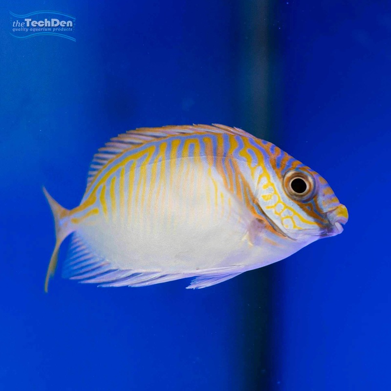 Barred Rabbit Fish – (No Online Purchases)