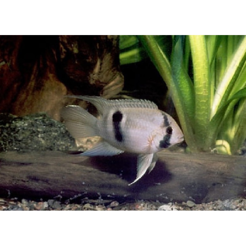 Keyhole Cichlid “Cleithracara maronii”