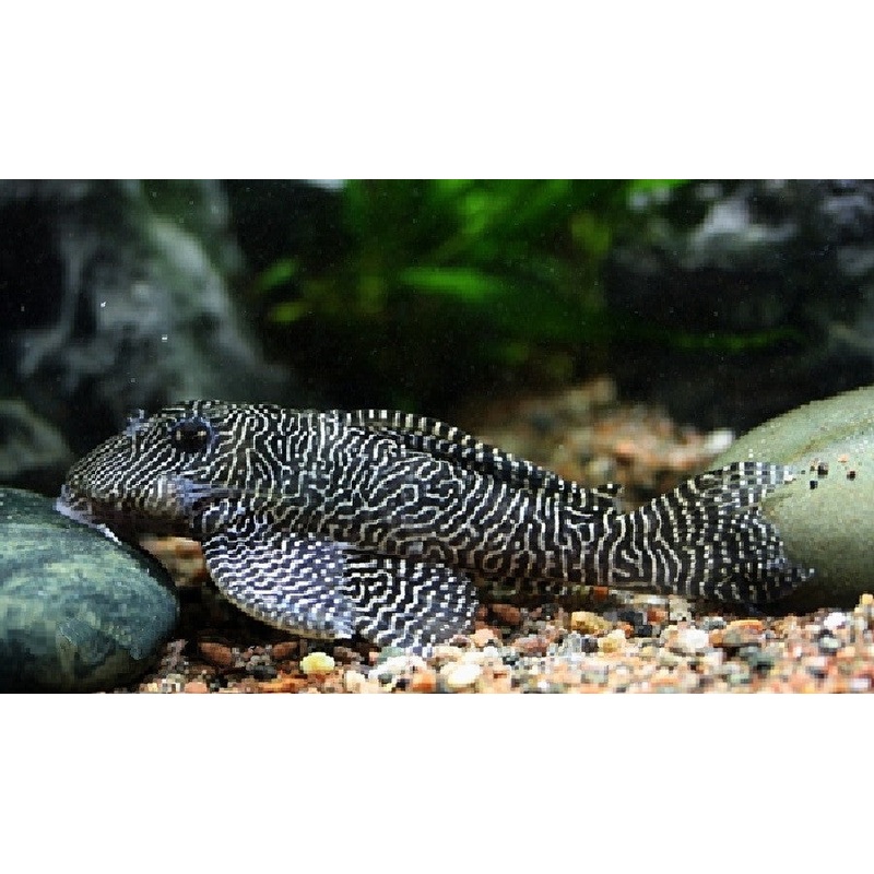 L260 – Queen Arabesque Pleco “Hypancistrus sp.”