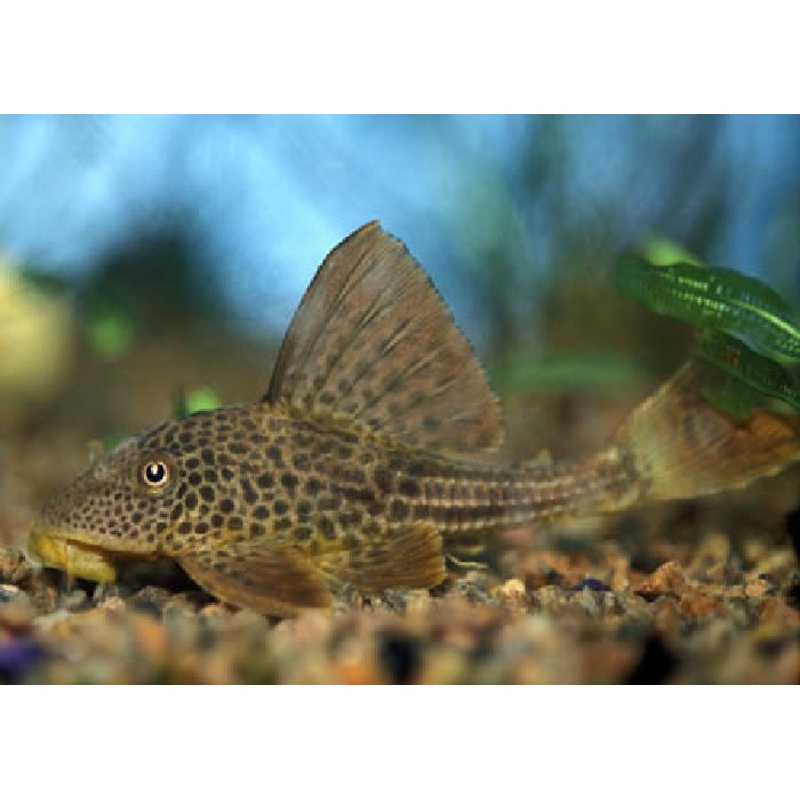 LDA38 – Hypostomus Pleco “Hypostomus plecostomoides”