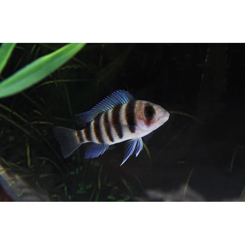 7 Stripe Frontosa Cichlid