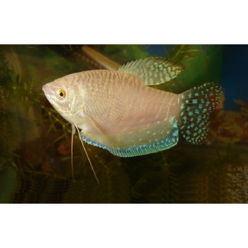 Platinum Golden Gourami “Trichogaster trichopterus”- Small