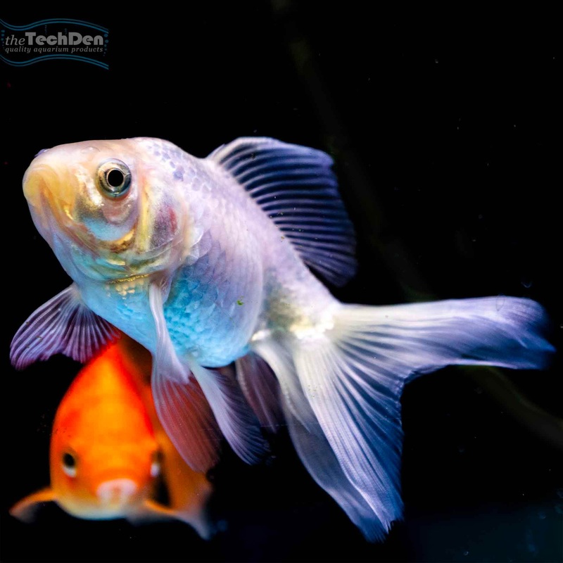 Fantail Goldfish 12cm – (No Online Purchases)