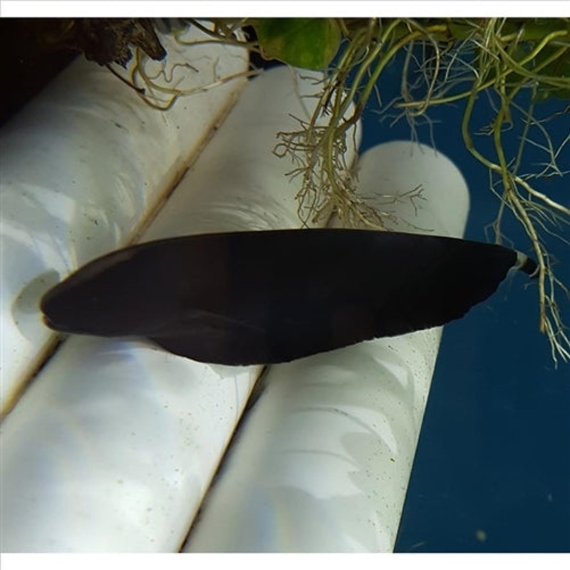 Black Ghost Knife Fish – (No Online Purchases)