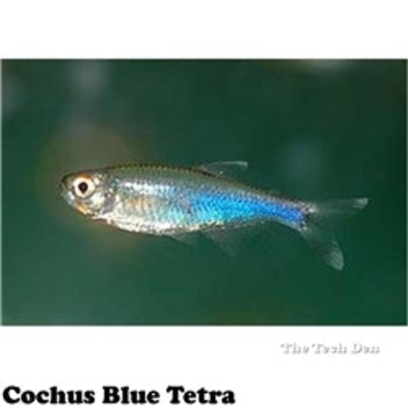 Cochus Blue Tetra 4cm – (No Online Purchases)