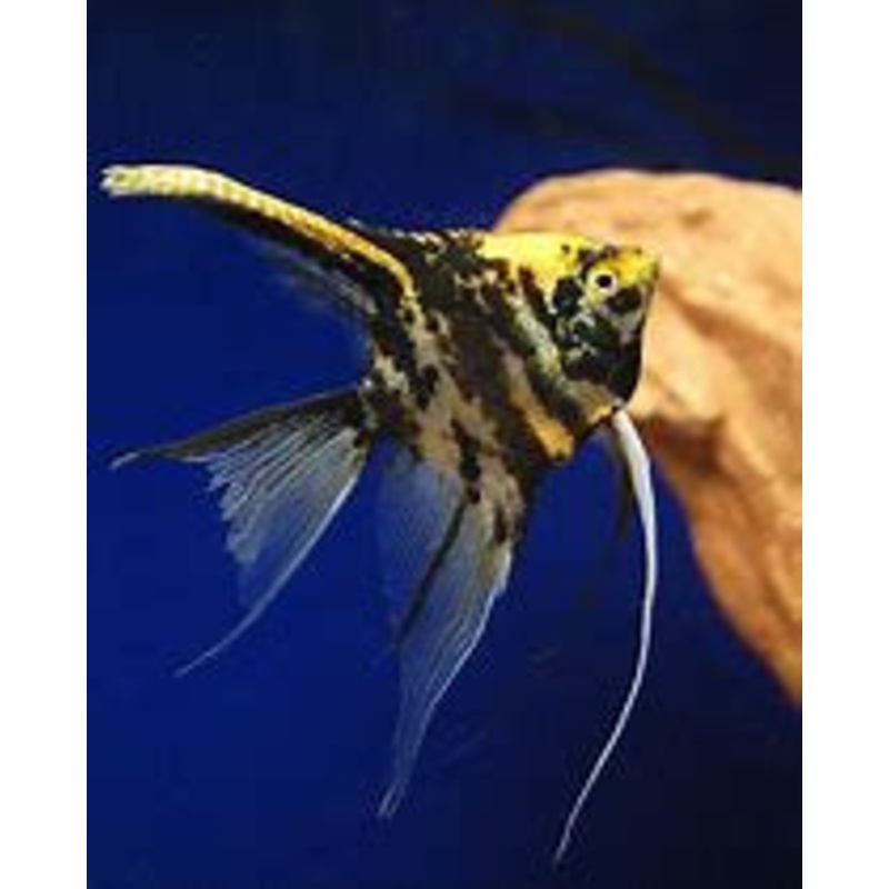 Marble Angelfish