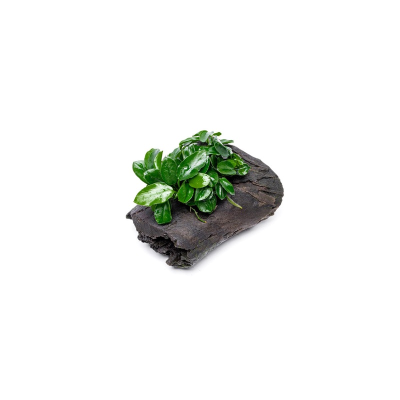 Anubias Nana Long Wavy on Driftwood