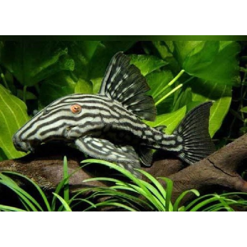 L190 – Royal Pleco ‘Panaque nigrolineatus”