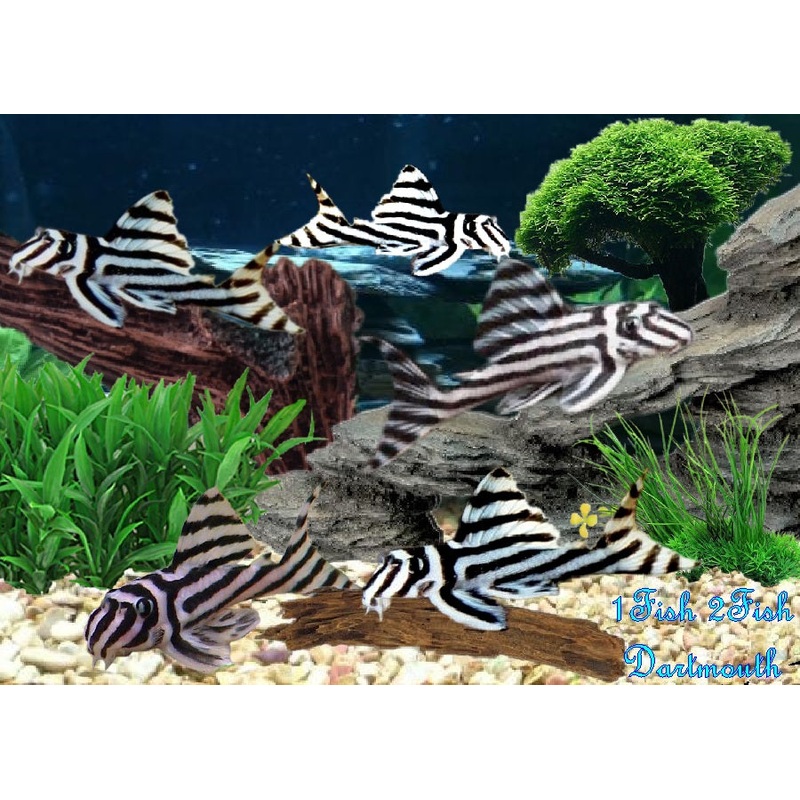 L46 – Zebra Pleco “Hypancistrus zebra”