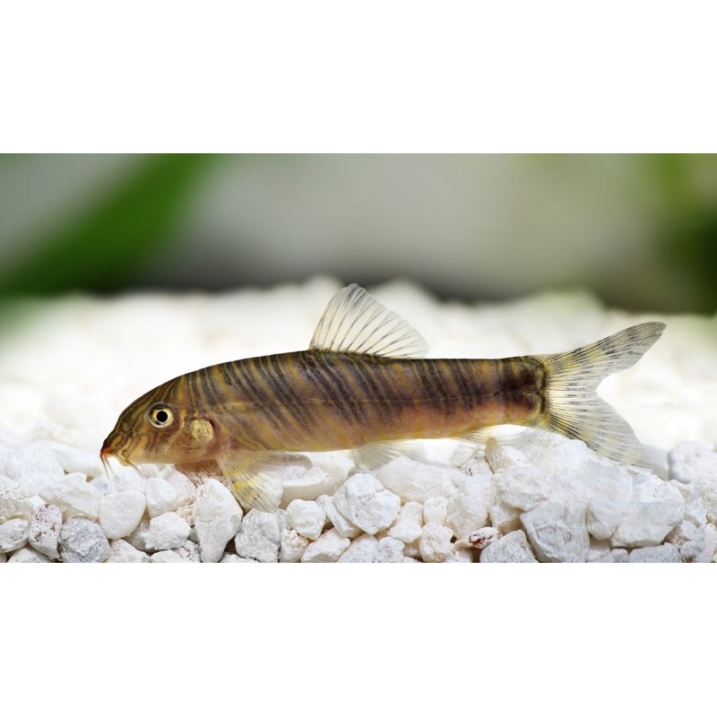 Zebra Loach