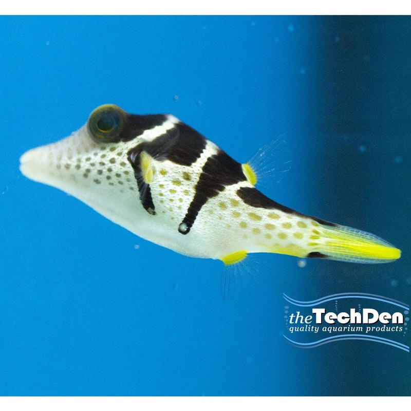 Valentini Puffer – (No Online Purchases)