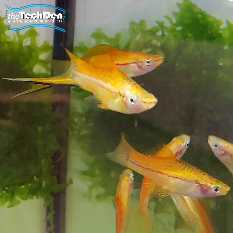 Assorted Swordtails – (No Online Purchases)