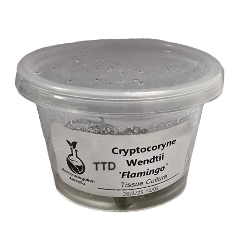Micropropagation Australia – Cryptocoryne wendtii ‘Flamingo’ – Triple – Live Plant – Tissue Culture