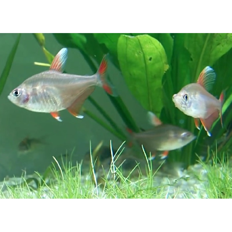 Ornate Tetra ”Hyphessobrycon bentosi””