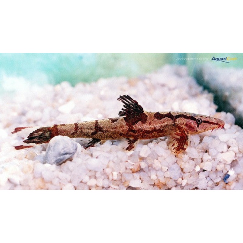 Red Lizard “Gecko” Loach “Homaloptera orthogoniata”