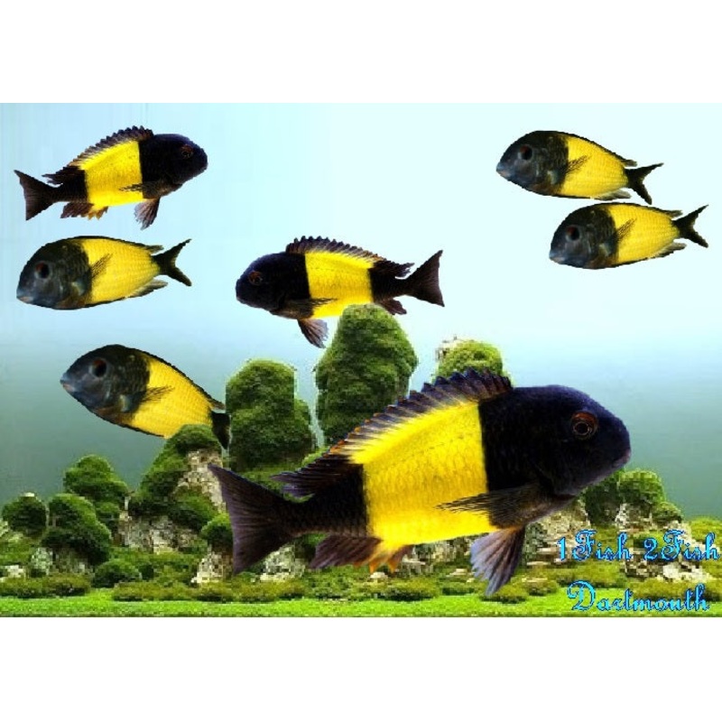 Tropheus Ikola ‘Tropheus sp.”Ikola”