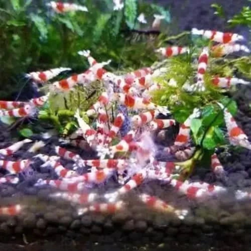 20x Crystal Red Shrimp CRS Colony Starter