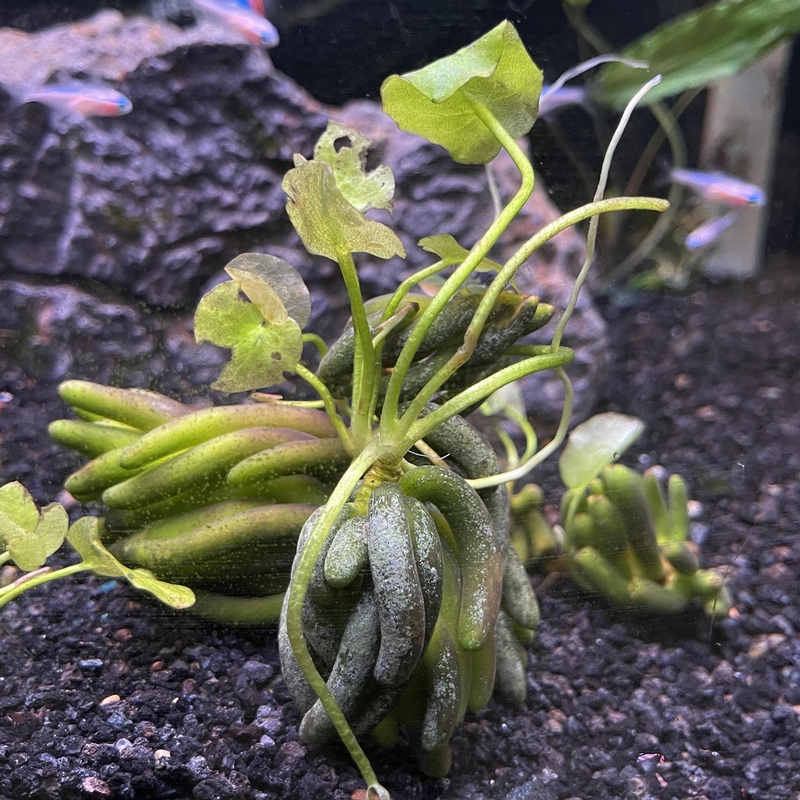 Banana Plant (XLarge) – FW Live Plant, Bare Root