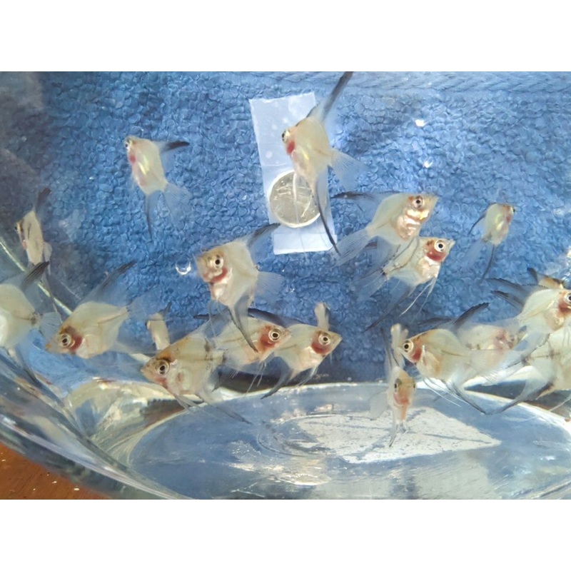 Blue Ghost Angelfish