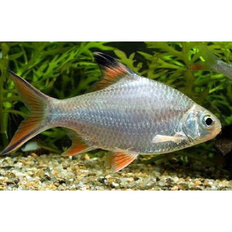 Redtail Tinfoil Barb “Barbodes schwanenfeldii” – Small