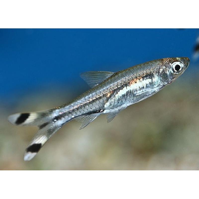Scissortail Rasbora “Rasbora Trilineata”