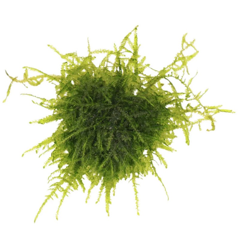 Aqualabs Peacock Moss-Live Plant- Instore Pick up*