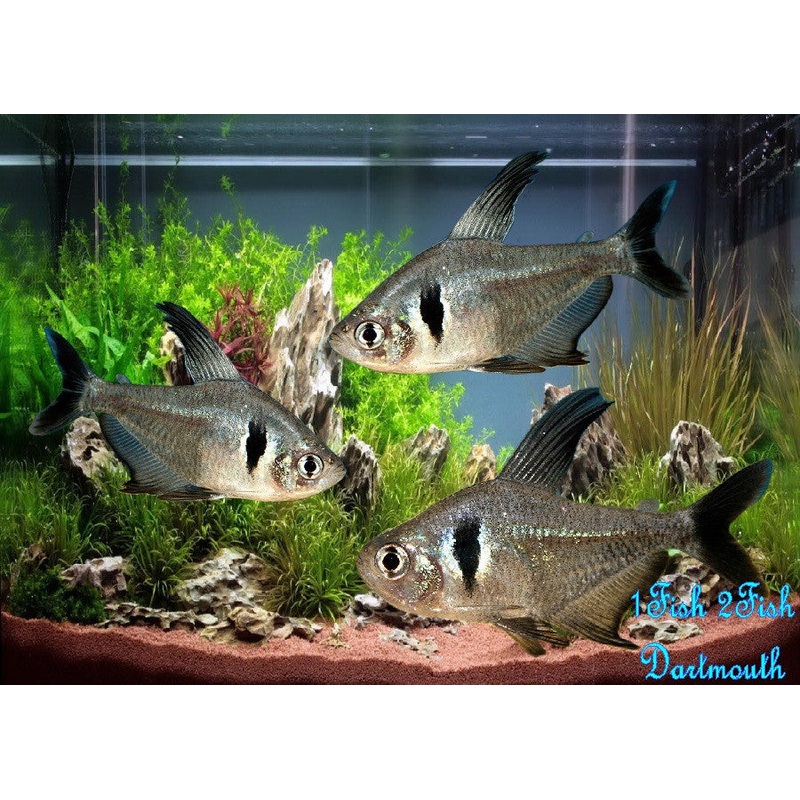 Black Phantom Tetra “Megalamphodus megalopterus”- Med