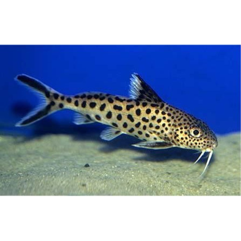 Cuckoo Catfish “Synodontis multipunctatus”