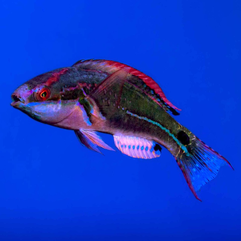 Exquisite Fairy Wrasse – (No Online Purchases)