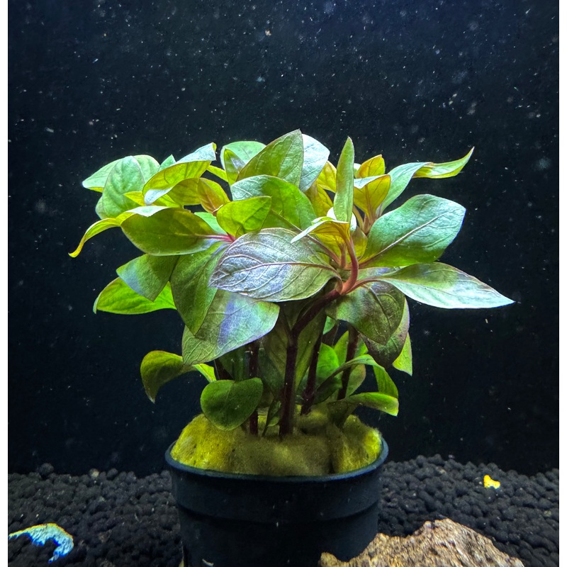 Alternanthera Reineckii Broad Red