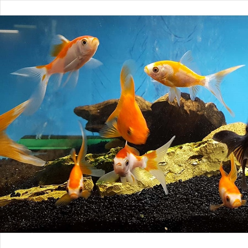 Comets Small 5cm – (No Online Purchases)