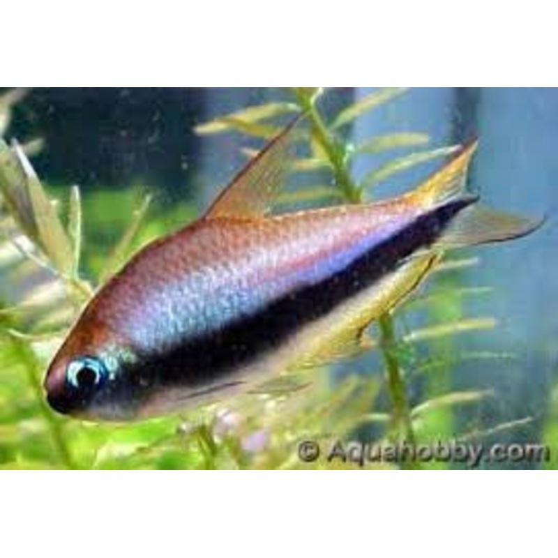 Emperor Tetra “Nematobrycon palmeri”
