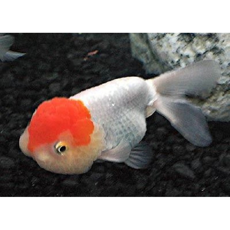 Lionhead Goldfish “Carassius  auratus” – Assorted – 2″