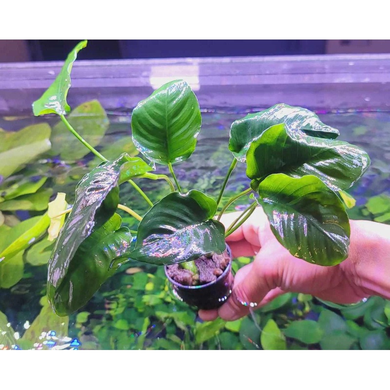 Anubias Barteri Wrinkle Leaf