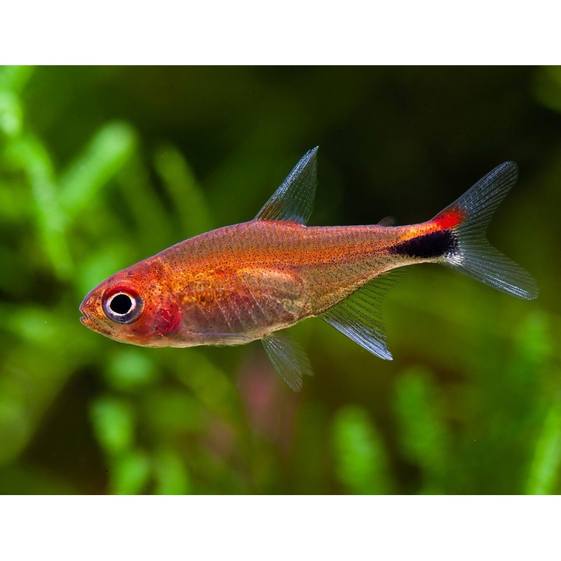 Ruby Tetra